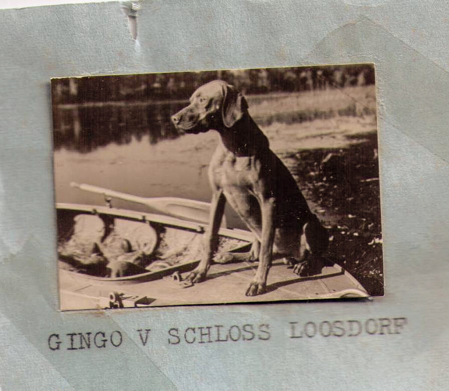 Gingo V Schloss Loosdorf